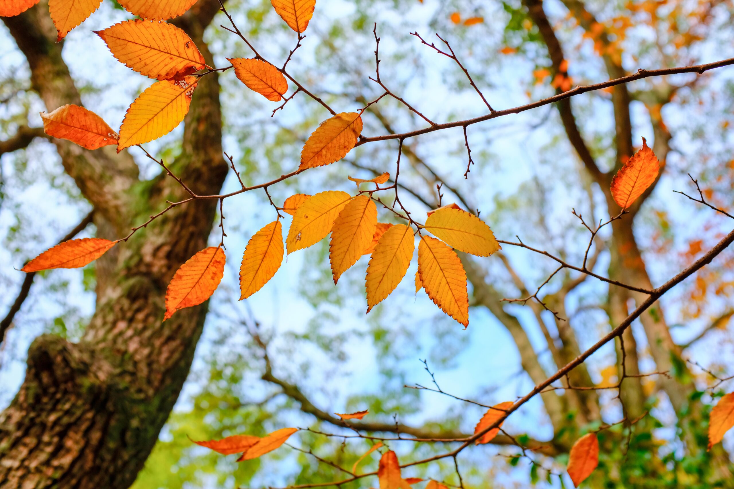 Laubbaum im Herbst, orangene Blätter