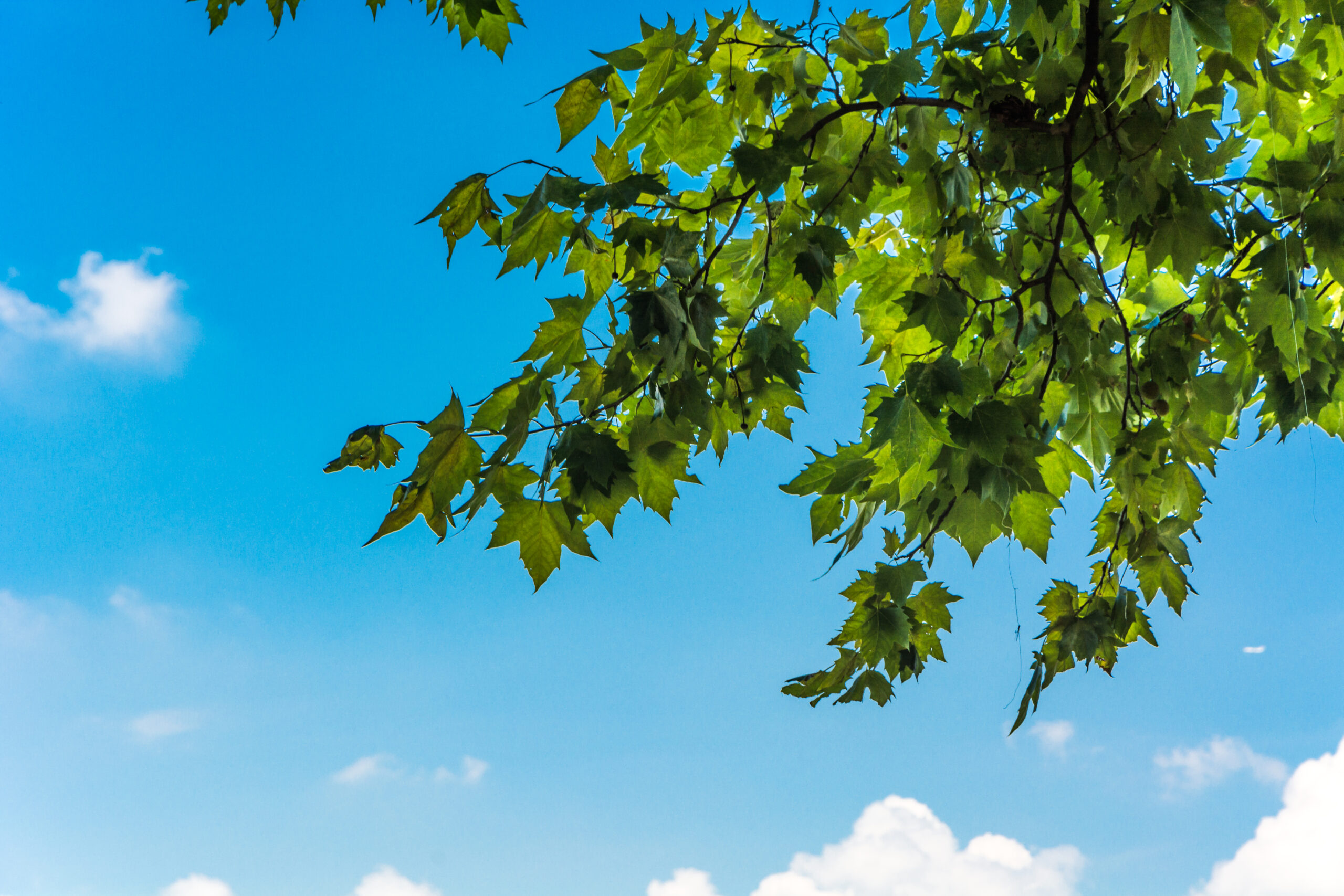 Laubbaum mit grünen Blättern im Hintergrund Himmel mit weißen Wolken